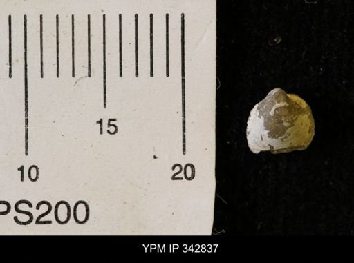 Protocardia sp.