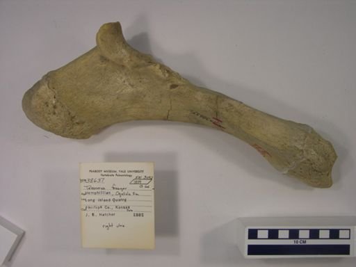 Teleoceras fossiger