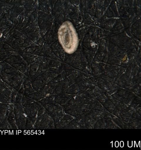 Spirolocammina planula