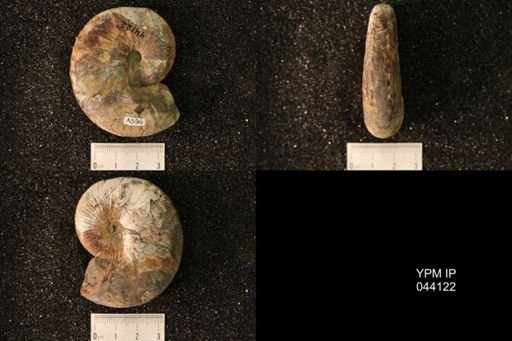 Hoploscaphites nicolletii