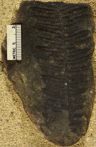 Pecopteris serpillifolia