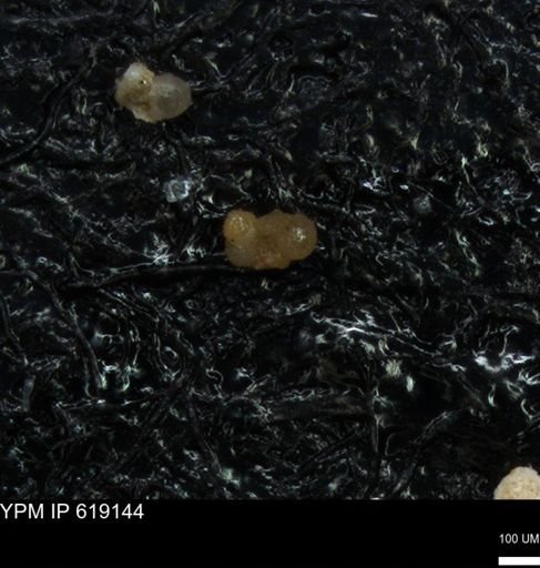 undet. Rugoglobigerinidae