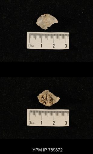 undet. Brachiopoda