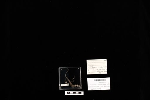 Sceloporus clarkii