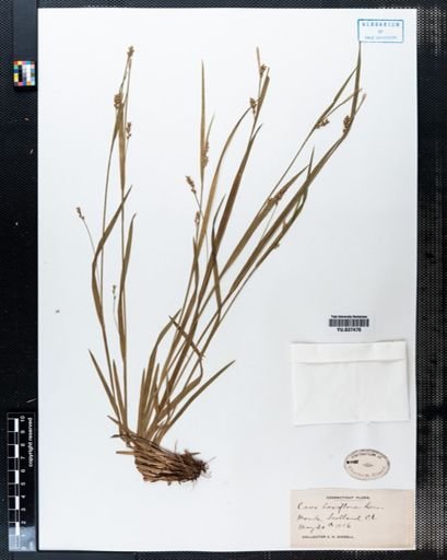 Carex laxiflora