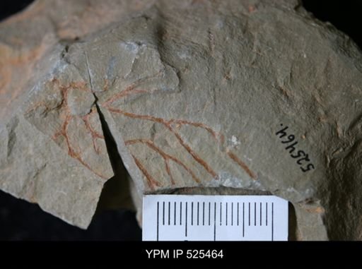 undet. Graptolithina