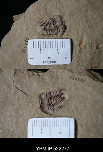 Bavarilla zemmourensis