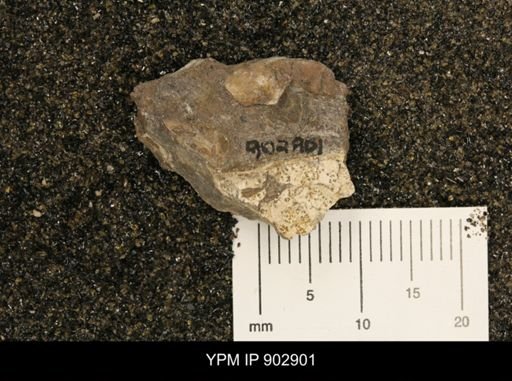 Baculites