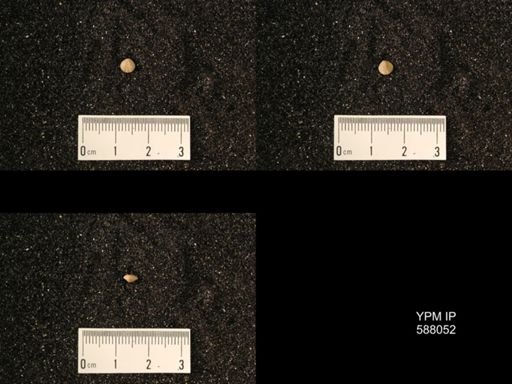 Zygospira modesta