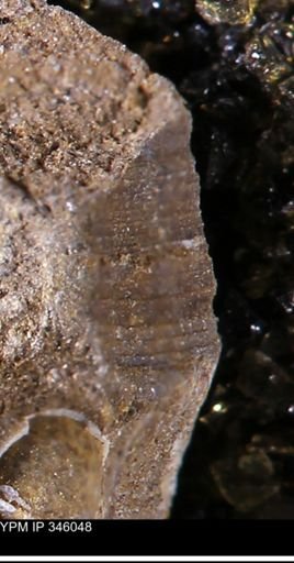 undet. Mollusca