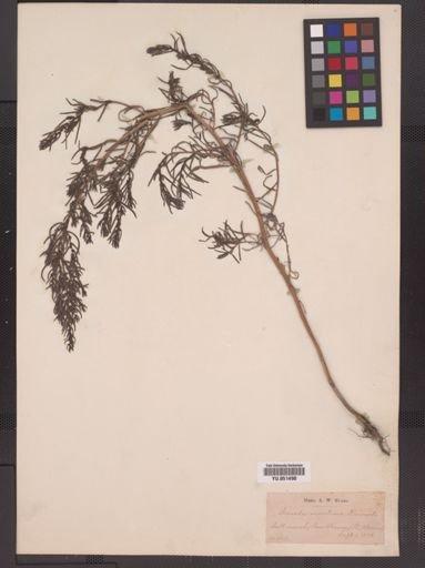 Suaeda maritima