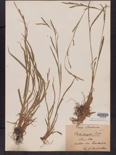 Carex