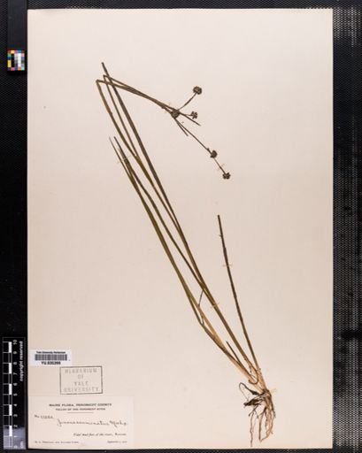 Juncus acuminatus