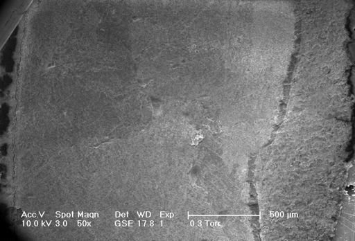 Palaeoneilo filosa