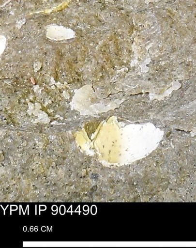 undet. Mollusca