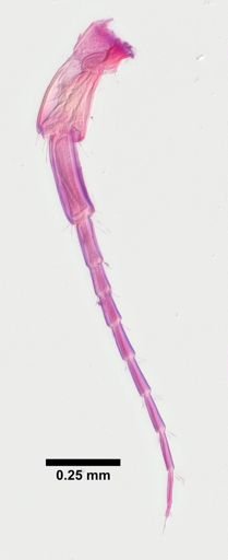 Hyalella