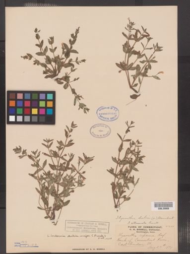Lindernia dubia