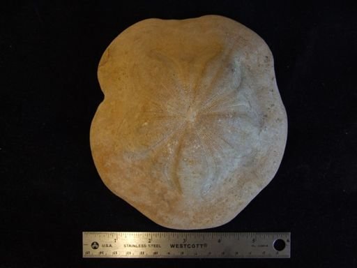Clypeaster aegypticus