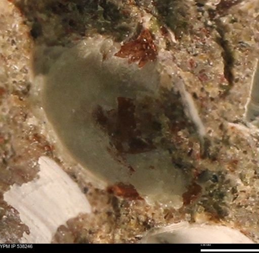 Corbulamella gregaria
