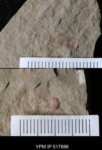undet. Xiphosurida