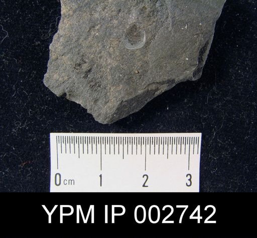 Lingula subparallela