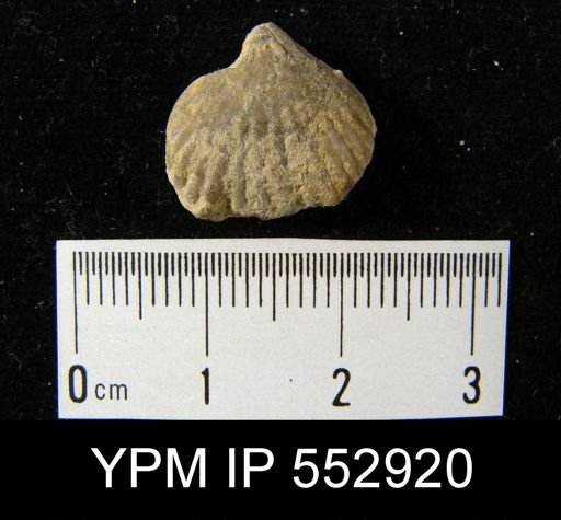Rhynchopora sp.