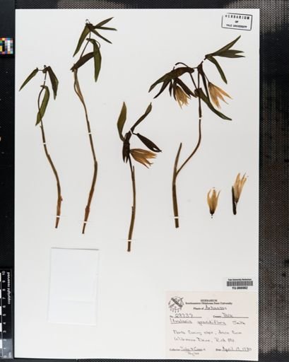 Plantae