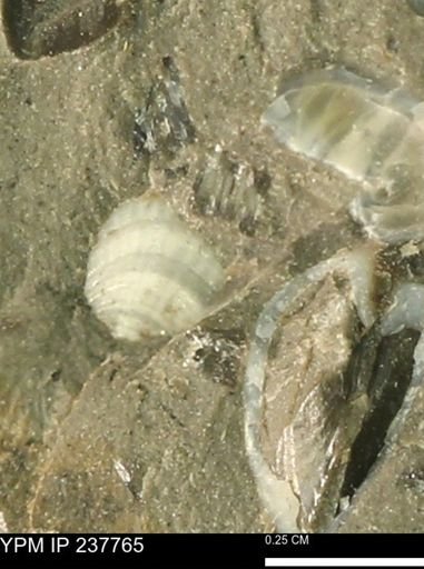 Limopsis striatopunctatus