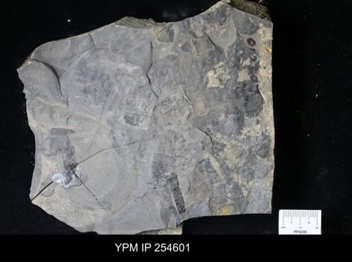 Eurypterida
