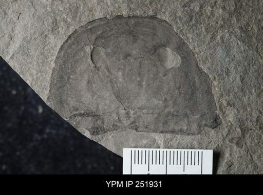 Eurypterus sp.