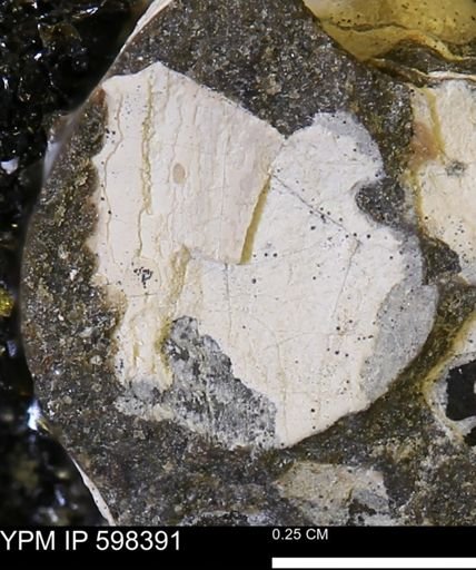 Limopsis striatopunctatus