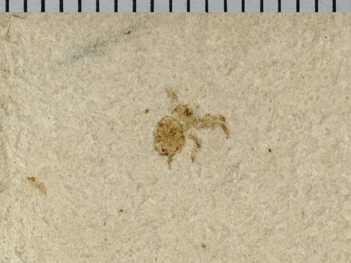 undet. Araneae
