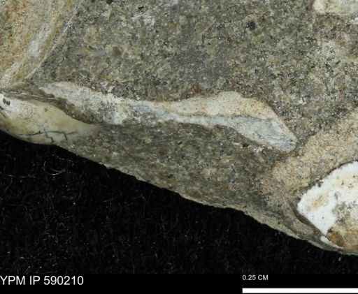 undet. Mollusca