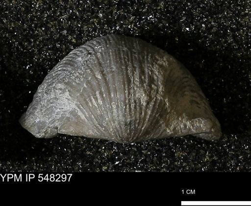 Stropheodonta subnavalis