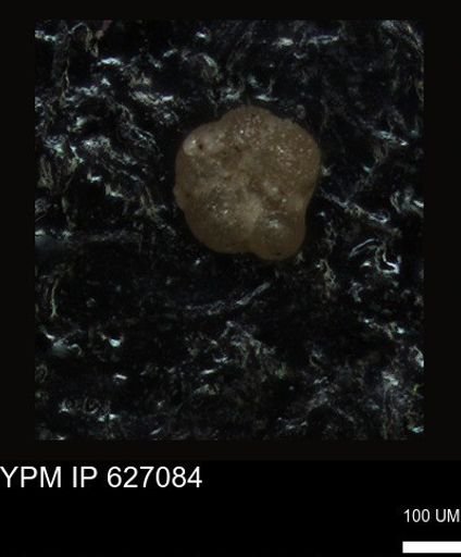 undet. Foraminiferida