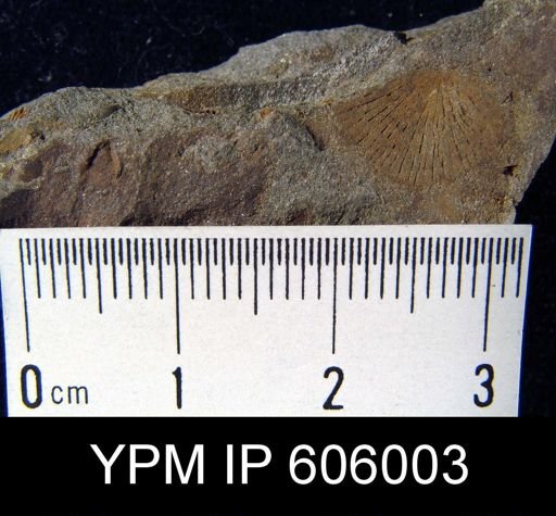 Nervostrophia sp.