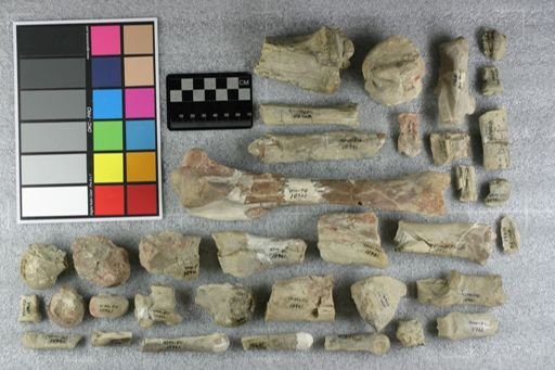 Hyracodon sp.