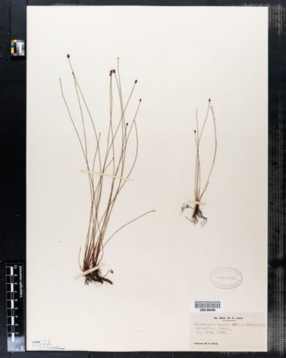 Eleocharis tenuis