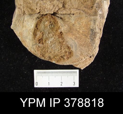 undet. Brachiopoda