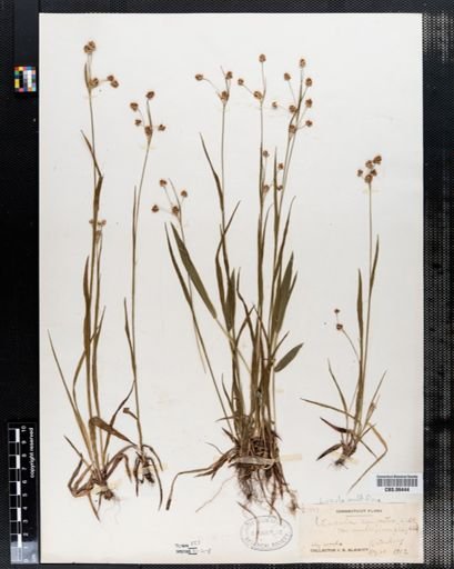 Luzula campestris
