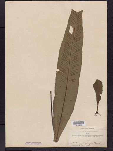 Asplenium