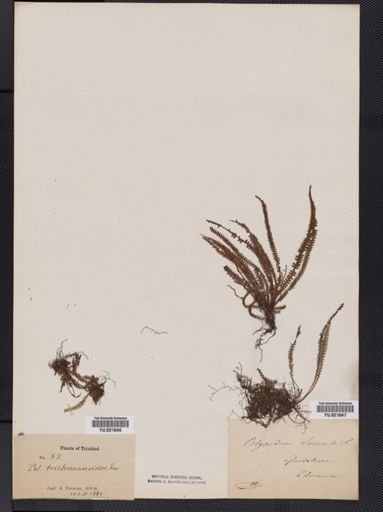 Polypodium