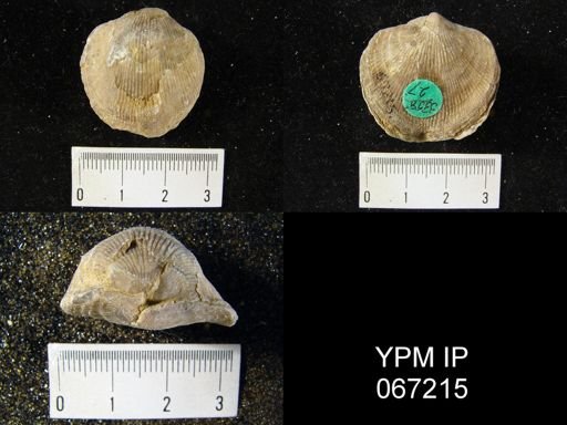 Atrypa reticularis
