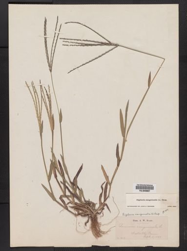 Digitaria sanguinalis