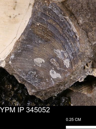 Limopsis striatopunctatus