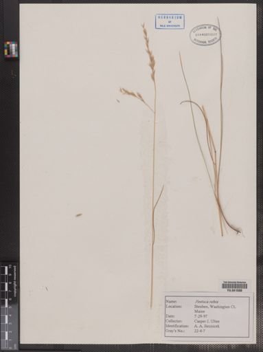 Festuca rubra