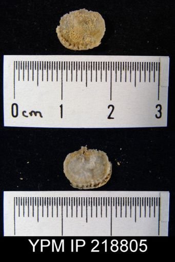 Chonosteges sp.