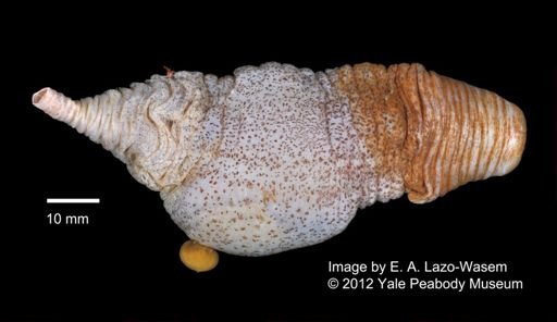 Molpadia