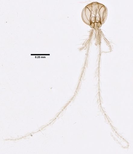 Brumptomyia galindoi