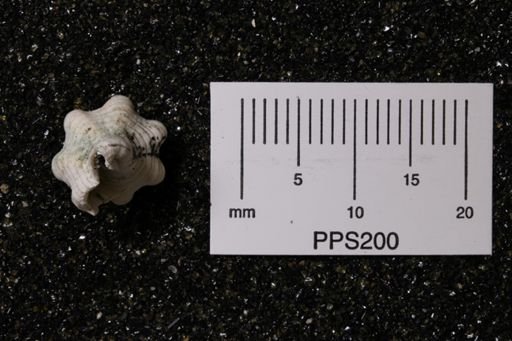 Hesperisternia multangulus?